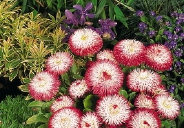 Bellis perennis Habanera White with Red Tips