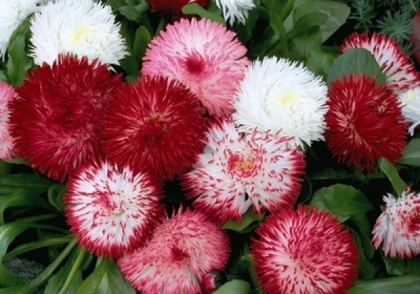 Bellis perennis Habanera Mix