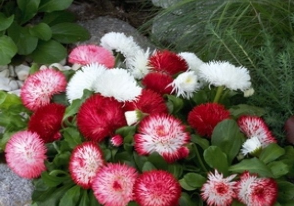 Bellis perennis Habanera Mix