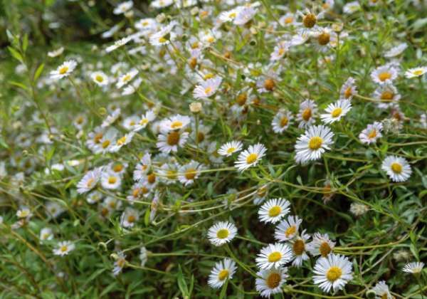 Erigeron karvinskianus Profusion