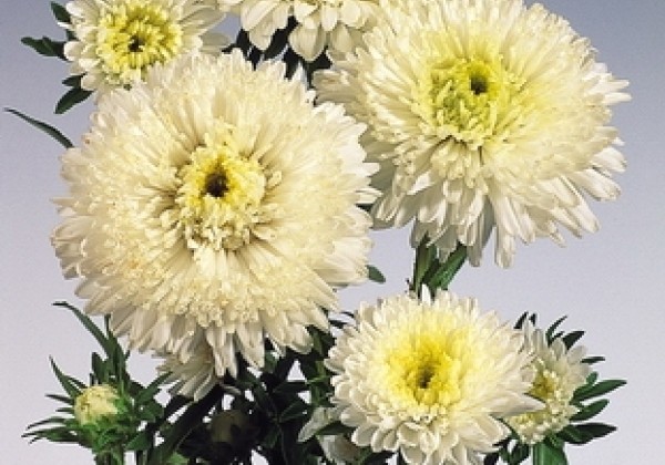 Callistephus chinensis Standy Creamy White