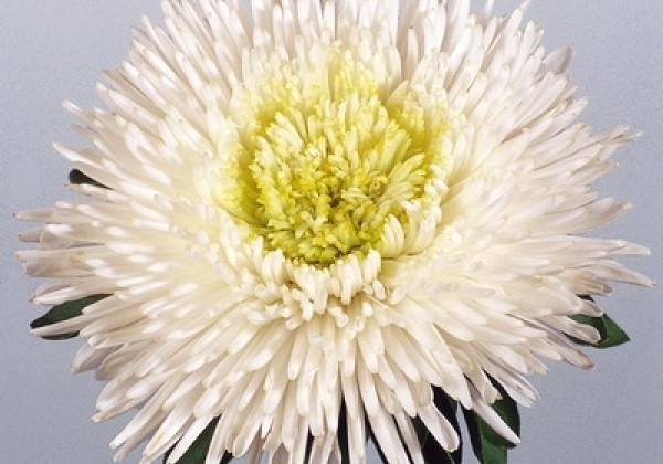 Callistephus chinensis Benary`s Princess White