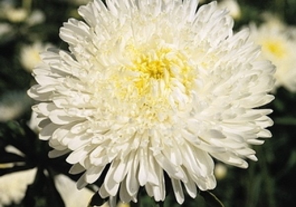 Callistephus chinensis Benary`s Princess White
