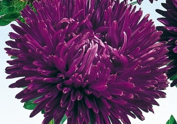 Callistephus chinensis Gala Purple