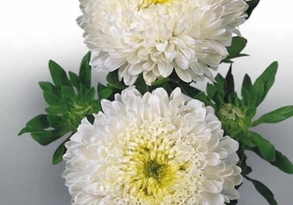Callistephus chinensis Matador White