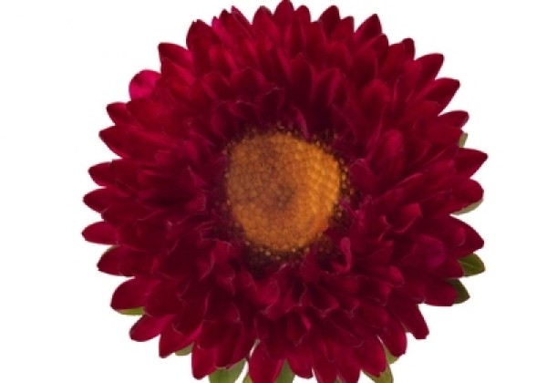 Callistephus chinensis Fan Red