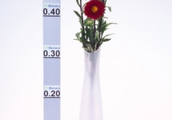 Callistephus chinensis Fan Red