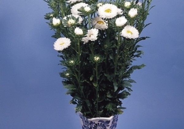 Callistephus chinensis Fan White
