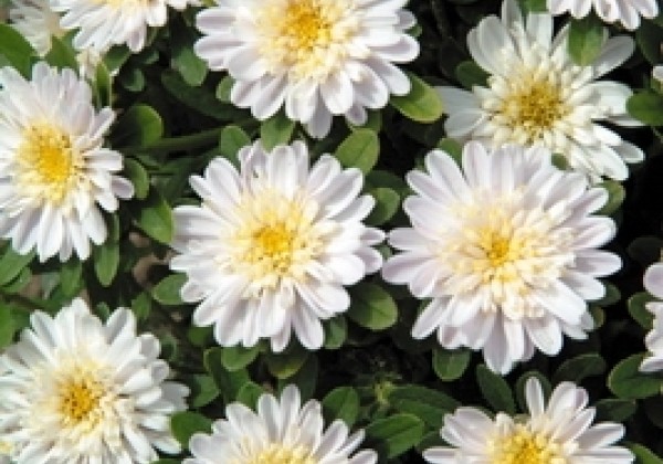 Callistephus chinensis Fan White
