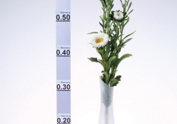 Callistephus chinensis Fan White
