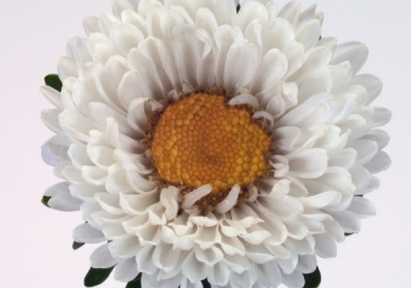 Callistephus chinensis Fan White