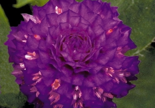Gomphrena globosa Buddy Purple