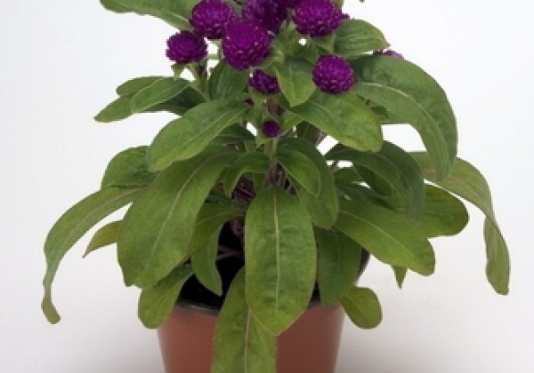Gomphrena globosa Buddy Purple