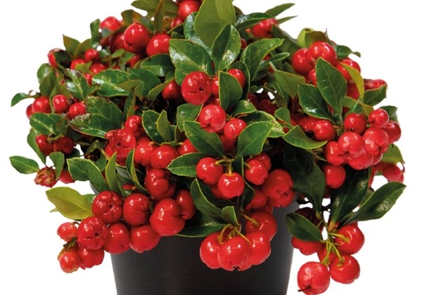 Gaultheria procumbens Merry Berry Big Red