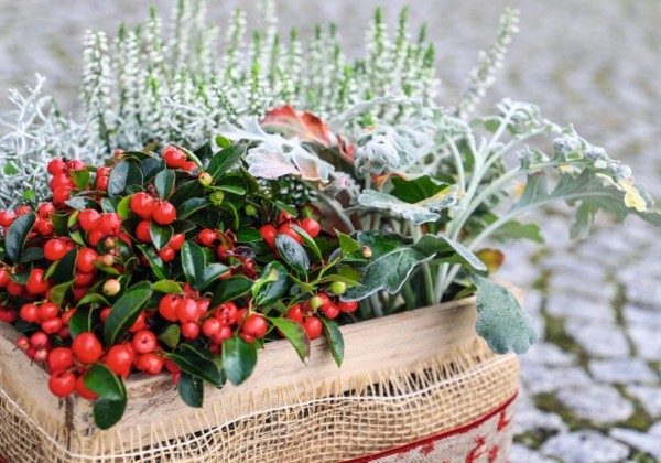 Gaultheria procumbens Merry Berry Big Red