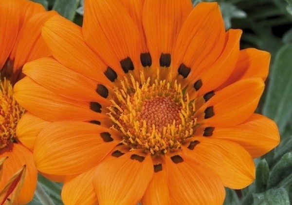 Gazania rigens Talent Orange