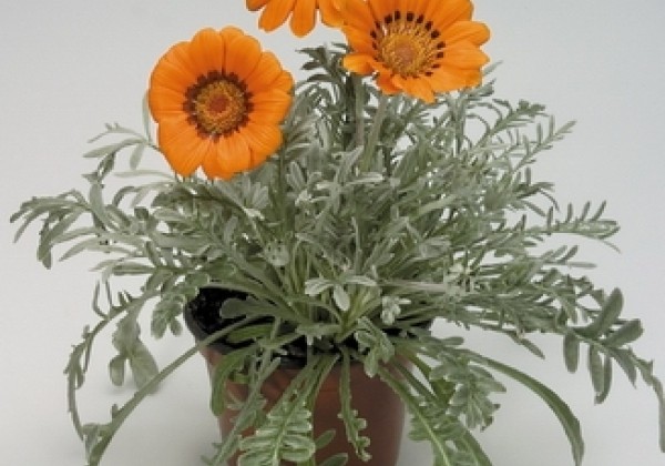 Gazania rigens Talent Orange