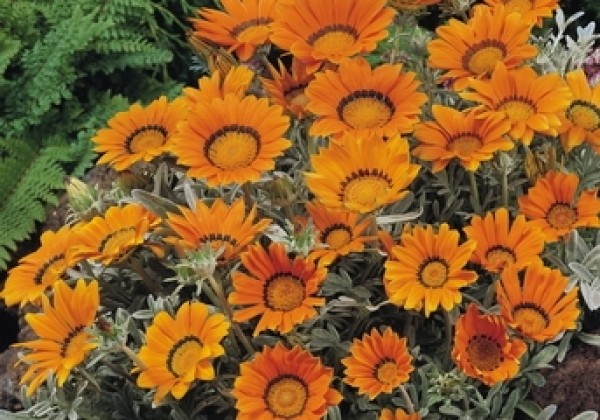 Gazania rigens Talent Orange