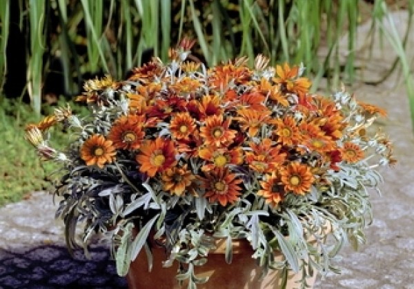 Gazania rigens Talent Red Shades