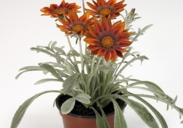 Gazania rigens Talent Red Shades
