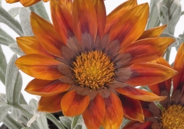 Gazania rigens Talent Red Shades
