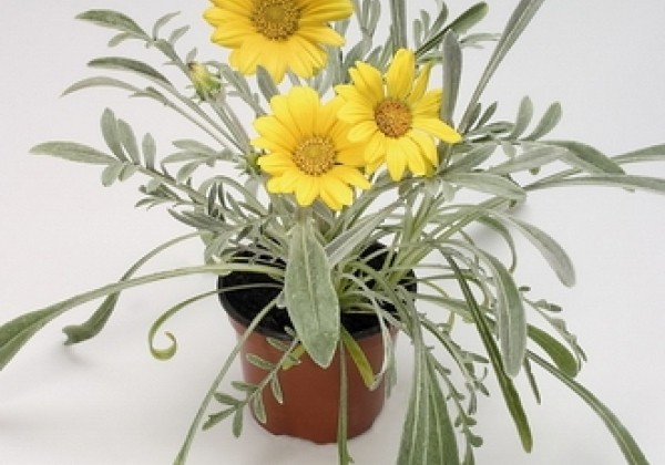 Gazania rigens Talent Yellow