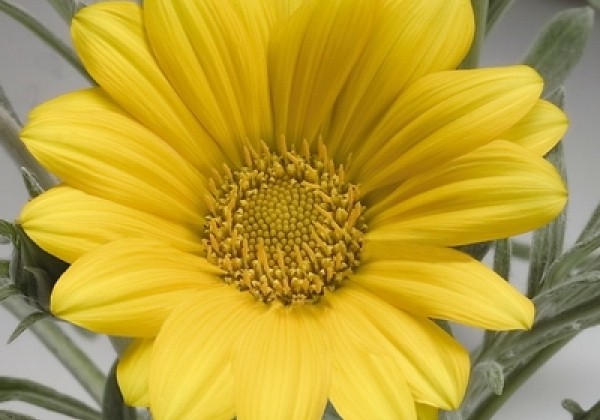 Gazania rigens Talent Yellow