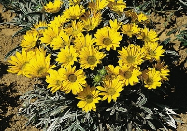 Gazania rigens Talent Yellow