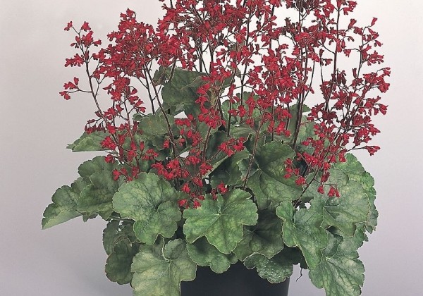 Heuchera sanguinea Ruby Bells