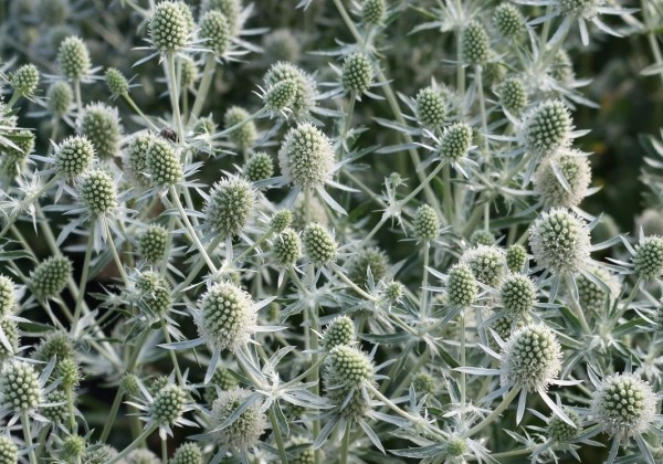 eryngium-planum-white-glitter-s-klas-onava-lv