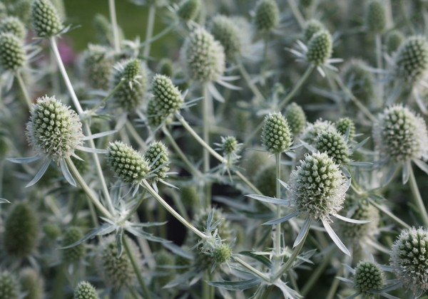 eryngium-planum-white-glitter-s-klas-onava-lv