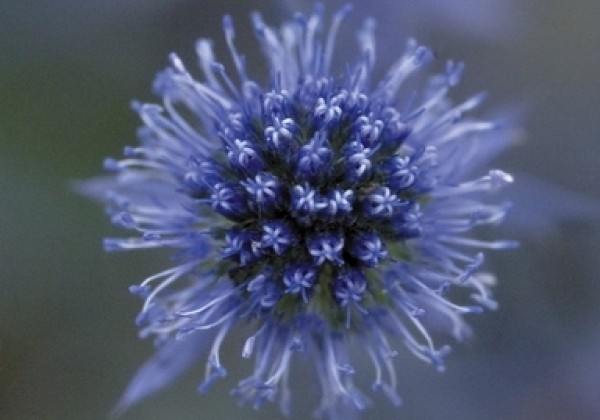 eryngium-planum-blue-glitter-s-klas-onava-lv