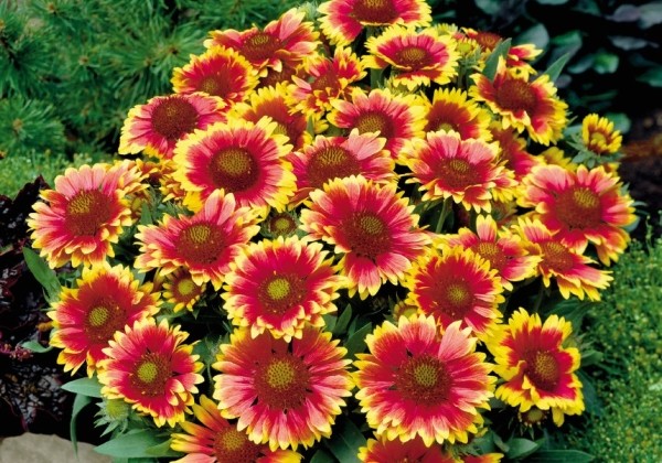 Gaillardia x grandiflora Arizona Sun