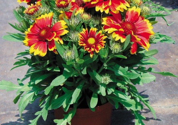 Gaillardia x grandiflora Arizona Sun