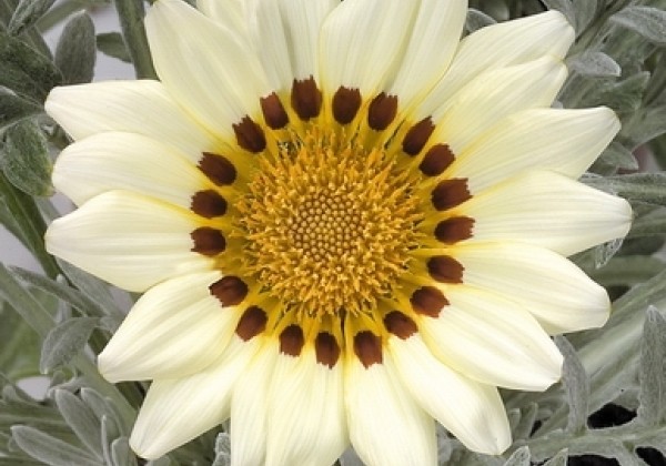 Gazania rigens Talent White
