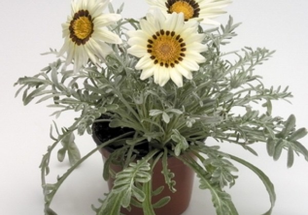 Gazania rigens Talent White