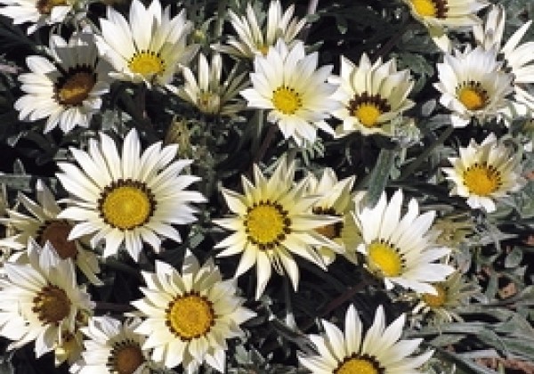 Gazania rigens Talent White