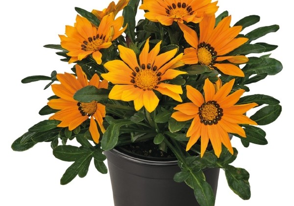 Gazania rigens Zany Orange