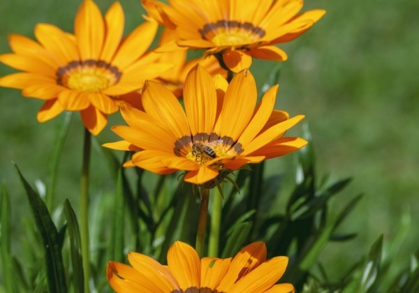 Gazania rigens Zany Orange