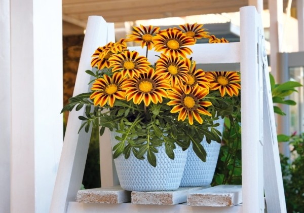 Gazania rigens Zany Orange Flame