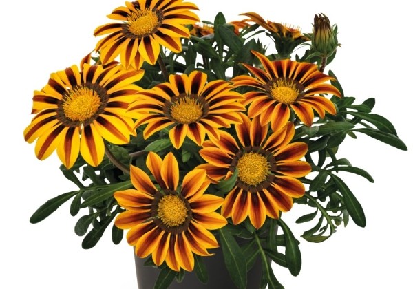 Gazania rigens Zany Orange Flame
