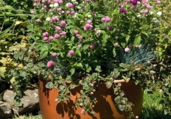 Gomphrena globosa Las Vegas Mix