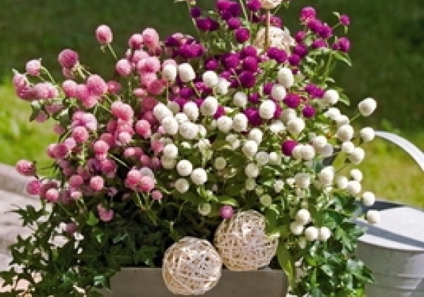 Gomphrena globosa Las Vegas Mix