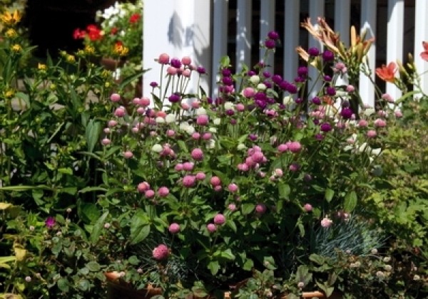 Gomphrena globosa Las Vegas Mix