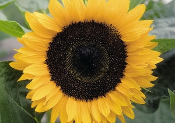 Helianthus annuus Solara