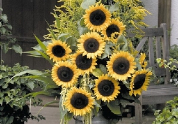 Helianthus annuus Solara