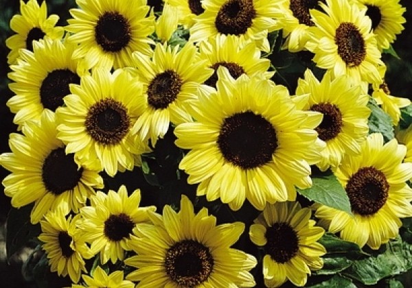 Helianthus annuus Valentine