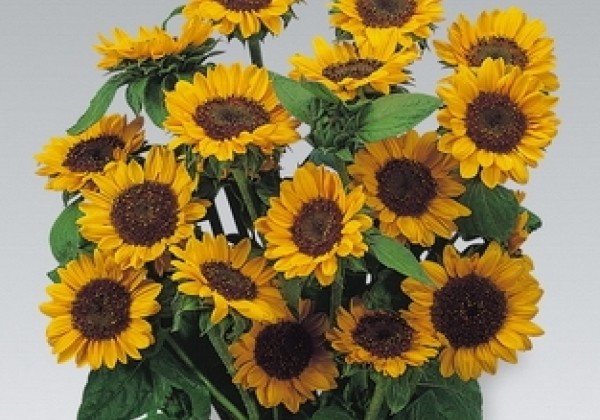 Helianthus annuus Sonja
