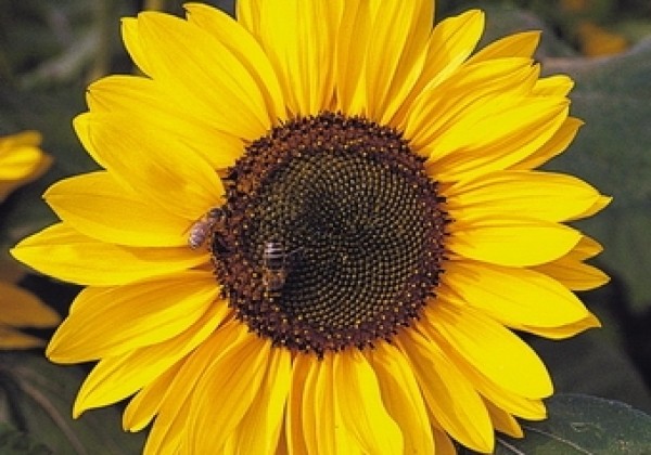 Helianthus annuus Sonja