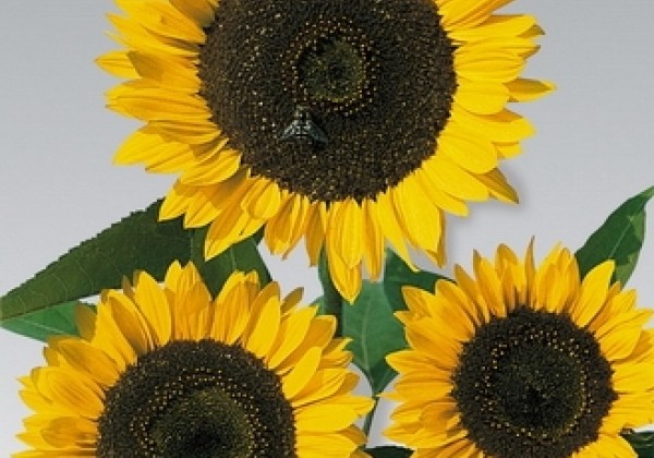 Helianthus annuus Cutting Gold